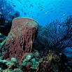 black-coral-sponge